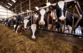 Minder eiwit in rantsoen: melkproductie eerder in geding dan diergezondheid