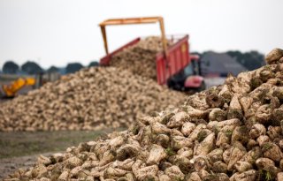 Suikeropbrengst fors lager dan in voorgaande jaren