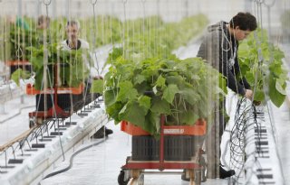 CNV meldt acceptabel cao-resultaat voor glastuinbouw