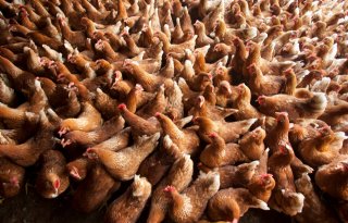Vogelgriep treft Pools bedrijf met ruim 1 miljoen leghennen