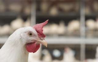 Limburgse veehouder is onzekerheid natuurvergunning zat en stopt ermee