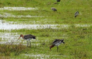 Noord-Brabant stelt subsidie beschikbaar voor weidevogelkuikens