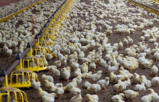 Polen heeft Newcastle disease bij pluimvee nog niet onder controle