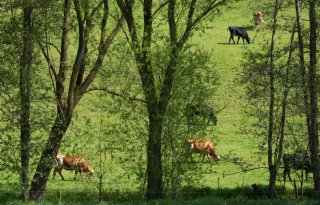 Friesland in beroep tegen uitspraak over PAS-melders