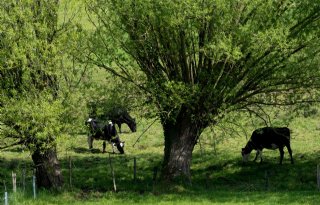 Rechter beslist over vergunning voor beweiden in Overijssel
