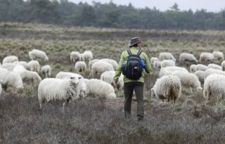 5 ton voor gescheperde schaapskuddes in Drenthe