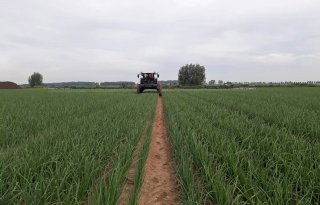 Trips en bonenvlieg zijn lastpakken