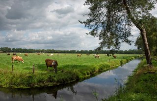 'Te veel fosfor en stikstof in helft van de sloten'