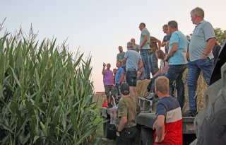 Strokenteelt biedt kans voor mais op veen