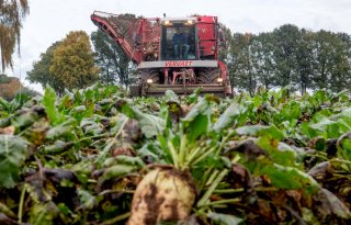 Suiker Unie: 'Begin op tijd met bladschimmels spuiten'