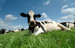 Koeien & Kansen-bedrijven opnieuw onder 155 gram ruw eiwit