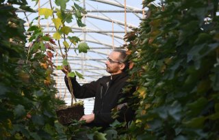 Zachtfruitteler schakelt over op opkweek