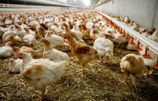 Ondernemerscoach: 'Pluimveehouders laten veel geld liggen'