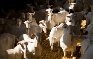ZLTO: samenwerking dieren- en huisartsen schept rust
