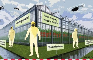 Tomatensector blijft in ban van ToBRFV-virus