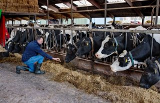Maiskuilen opnieuw droog