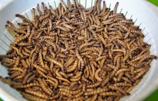 Kansen voor insecten in pluimveevoer