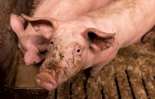 ESBL's kunnen overgaan van varkens naar mensen