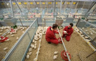 Laverdonk verzamelt kennis voor pluimveehouders