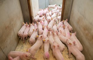 Extra ronde vleesvarkens draaien in zicht