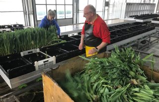 Tulpenmarkt crasht, kwekers houden hoop