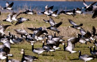 Friese melkveehouder vecht voor plekje in foerageergebied