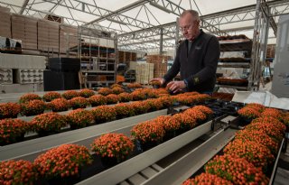 Verkoop nertera's loopt sterk terug door coronacrisis