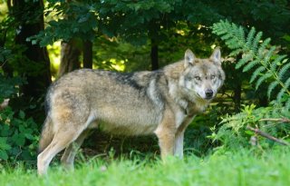 Wolf verdient een eerlijk verhaal