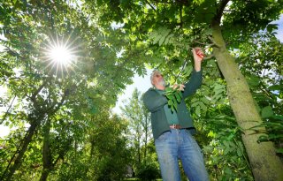 De Smallekamp in Nunspeet legt zich toe op notenbomen