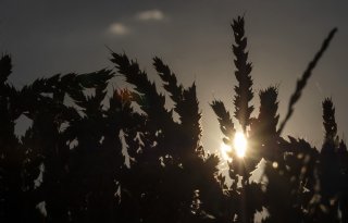 Tarweprijs slipt door winterweer