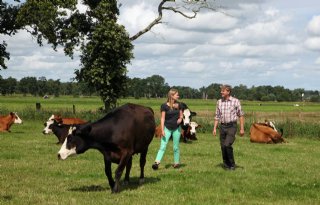 Drenten houden Groninger Blaarkoppen voor vlees en kaas
