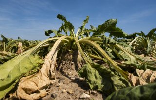 Opeenvolgende hitte-extremen bedreiging voor voedselproductie