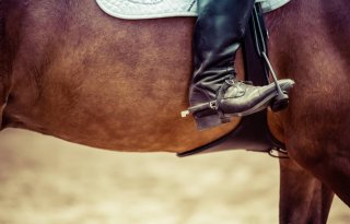 Indoor Concours Hippique Groningen geschrapt vanwege corona