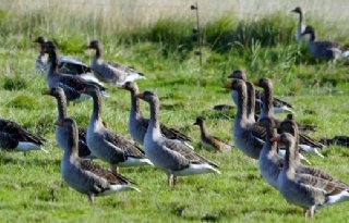 Ganzenschade Zuid-Holland loopt uit de klauwen, provincie grijpt in