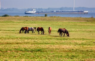 Westnijlvirus in Nederland: kleine mug kan voor veel ellende zorgen bij paarden