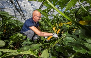 Corona zit afzet gele courgette dwars