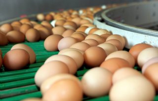 Klein herstel uit langer durend dal eierprijs