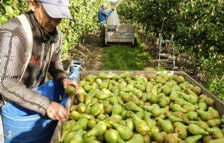 Kansrijke asielzoeker mag sneller aan de slag