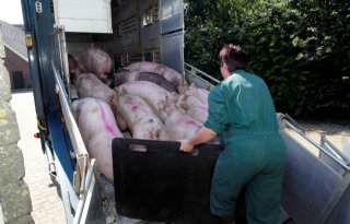 Afrikaanse varkenspest stemt markt nerveus