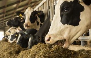 Noord-Brabant start proef met 'realtime' meten uitstoot veehouderijen