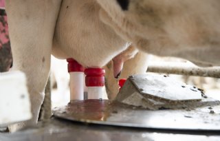 Weipoeder noteert een plusje, andere noteringen leveren in