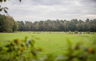 Maasduinen: natuurdiversiteit met internationaal karakter