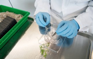 Hormonen controleren lengte van plantenwortels