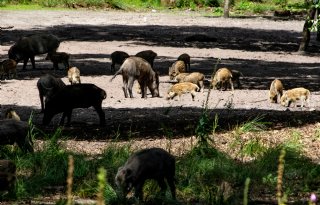 Aantal met AVP besmette wilde zwijnen in Catalonië stijgt naar 85