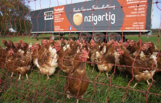 Verdere samenwerking Het Anker en Vepymo voor bedienen Duitse leghennenmarkt