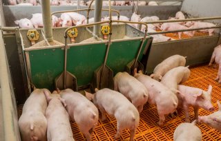 Duizendste bedrijfsscreening voor verbeteren bigkwaliteit