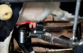 Mastitis lastig te detecteren met sensor