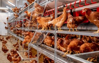 Comfort 2.0-systeem in pluimveestal verbetert dierenwelzijn