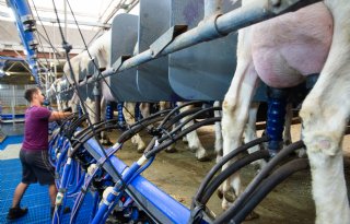 Twee specifieke stafylokokken veroorzaken extreem hoog kiemgetal bij geiten