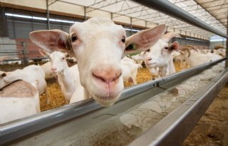 Geitenstop in Friesland voor nu van de baan